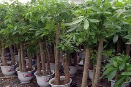 发财树北方几月发芽