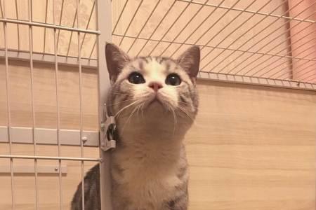 起司猫长大后会脸尖吗