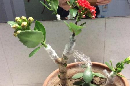 茉莉可以嫁接到玉树上吗