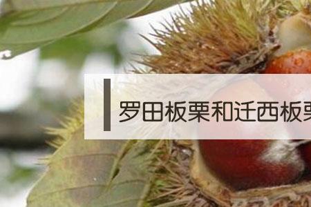 冻板栗和普通板栗有啥区别