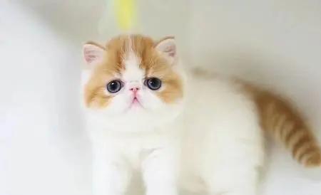 拿破仑猫和加菲猫配叫什么