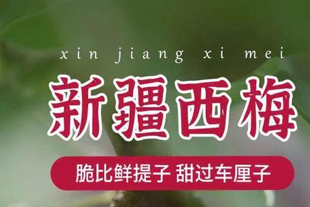 西梅和新梅的区别