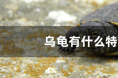 深水龟不在水底怎么办
