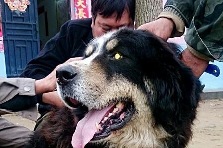 混血藏獒能活多久