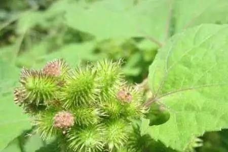 苍耳子怎么采摘快