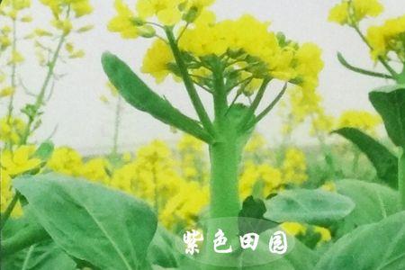 芥兰苗花什么颜色