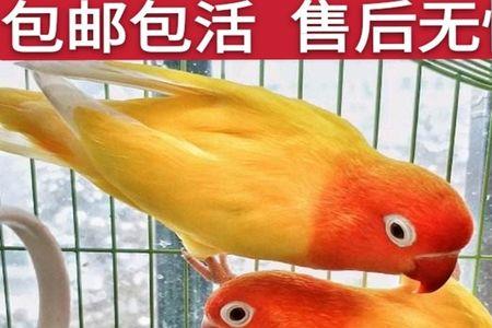 黄桃鹦鹉和虎皮鹦鹉配对生崽