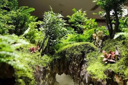 水陆缸养什么动物