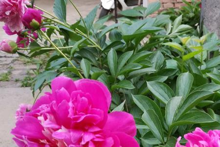 芍药是四季常青吗