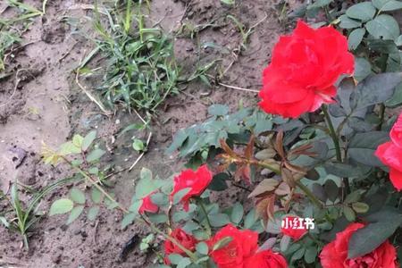 玫瑰一般长多高会开花