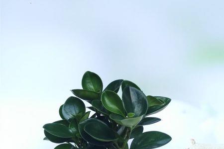 碧玉花人能吃吗