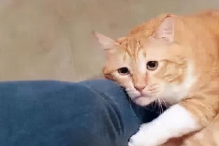 猫咪好好的咬你一口什么意思