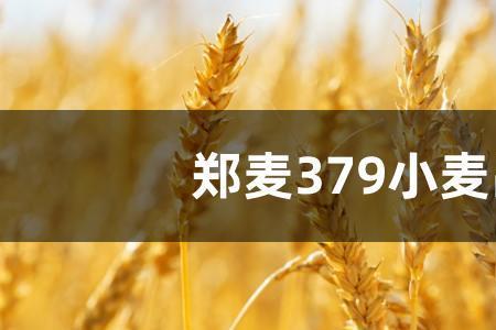 新麦60小麦品种介绍