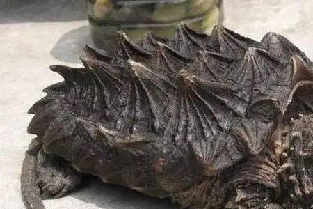 怎么样把鳄鱼龟养的有野性