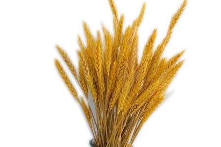 麦穗荞麦花束最新包扎法