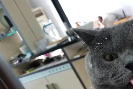 三个半月大的猫咪会来大姨妈
