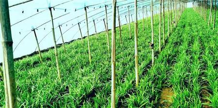 种植韭菜是单根还是多根