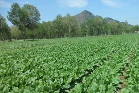 上海白萝卜最佳种植时间