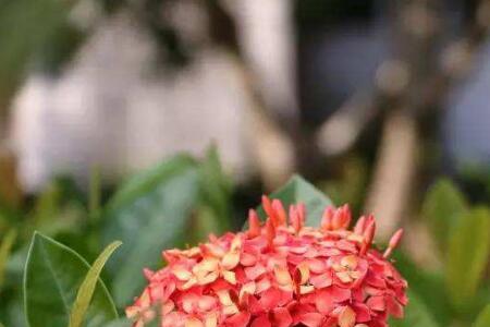 龙船花可以在院子里过冬吗