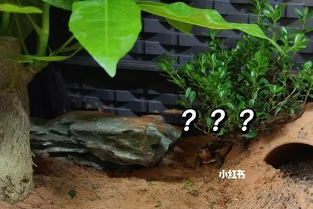 黄缘环境适合养什么耐寒植物