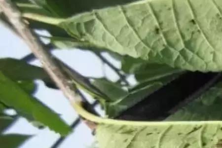 樱桃树长膘怎么处理