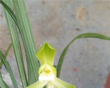春兰花瓣的分类