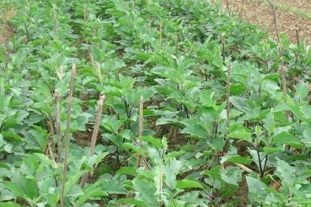 布莱迪茄子高产品种