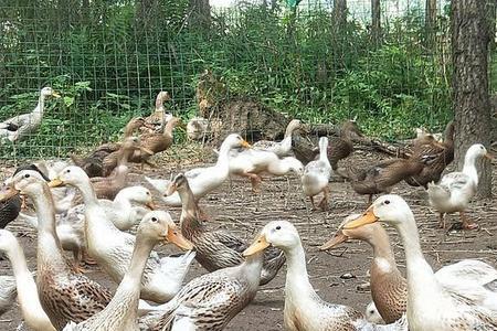 散养鸭子一只成本和利润