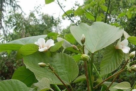 桐子树几年挂果