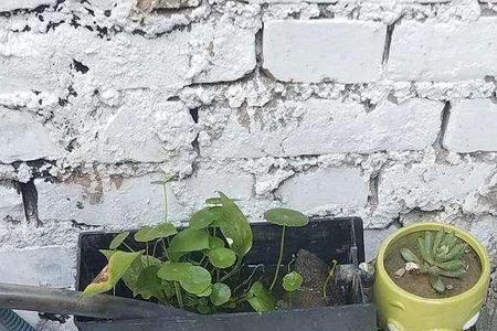 水缸养鱼要放在太阳下吗