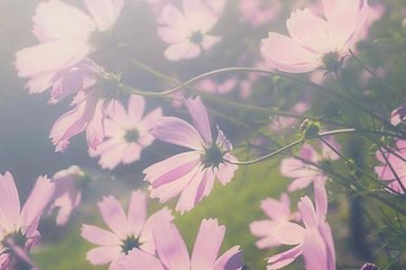 浅秋薄念花不语的意思