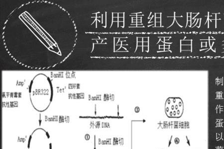 大肠杆菌的产物
