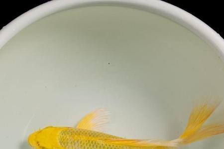 10cm金鱼几天喂一次