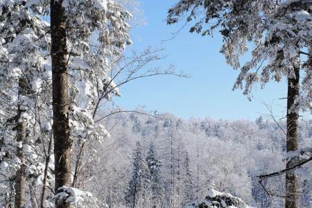 雾凇与雪松有什么区别