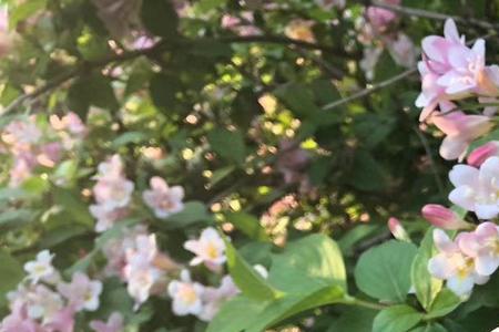 青春的锦绣与贵重作者