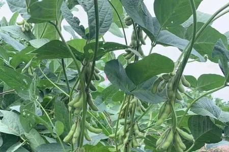 中黄十三黄豆种子夏播时间