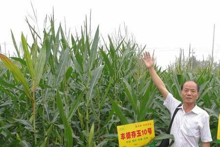 邢玉10号玉米种