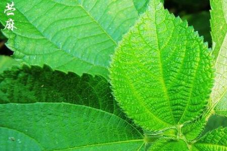 苎麻分为多少支数