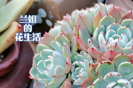 莲花座多肉几个挤一起