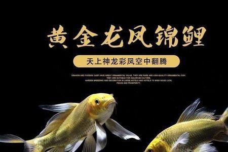 冷水鱼需要用加热棒吗