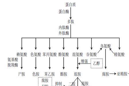 BA是什么有机物