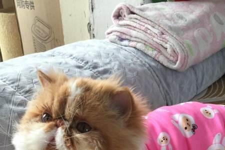 加菲猫和什么配品相好