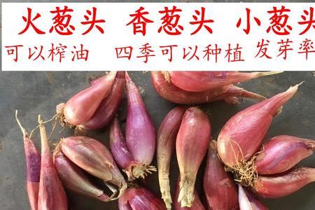 火葱种子播种前怎么催芽