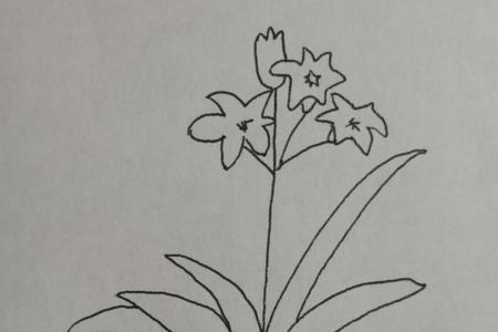 君子兰的寓意和象征简笔画