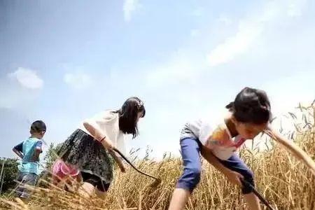 你妈喊你回家收麦子段子词
