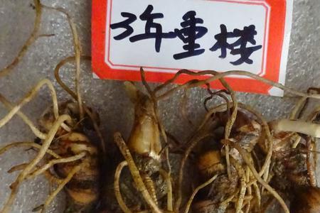 粉质重楼是什么意思