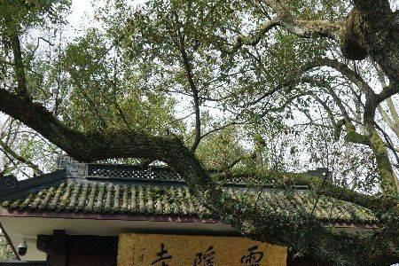 雨中访灵隐写出语段的主要意思