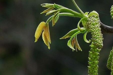新鲜的核桃花怎么保存
