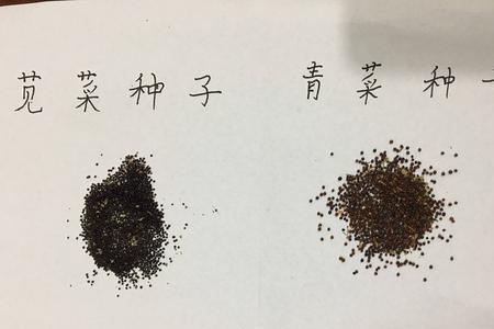 苋菜籽露白后薄膜要揭掉吗