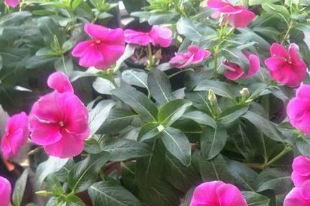 长春花籽怎么种